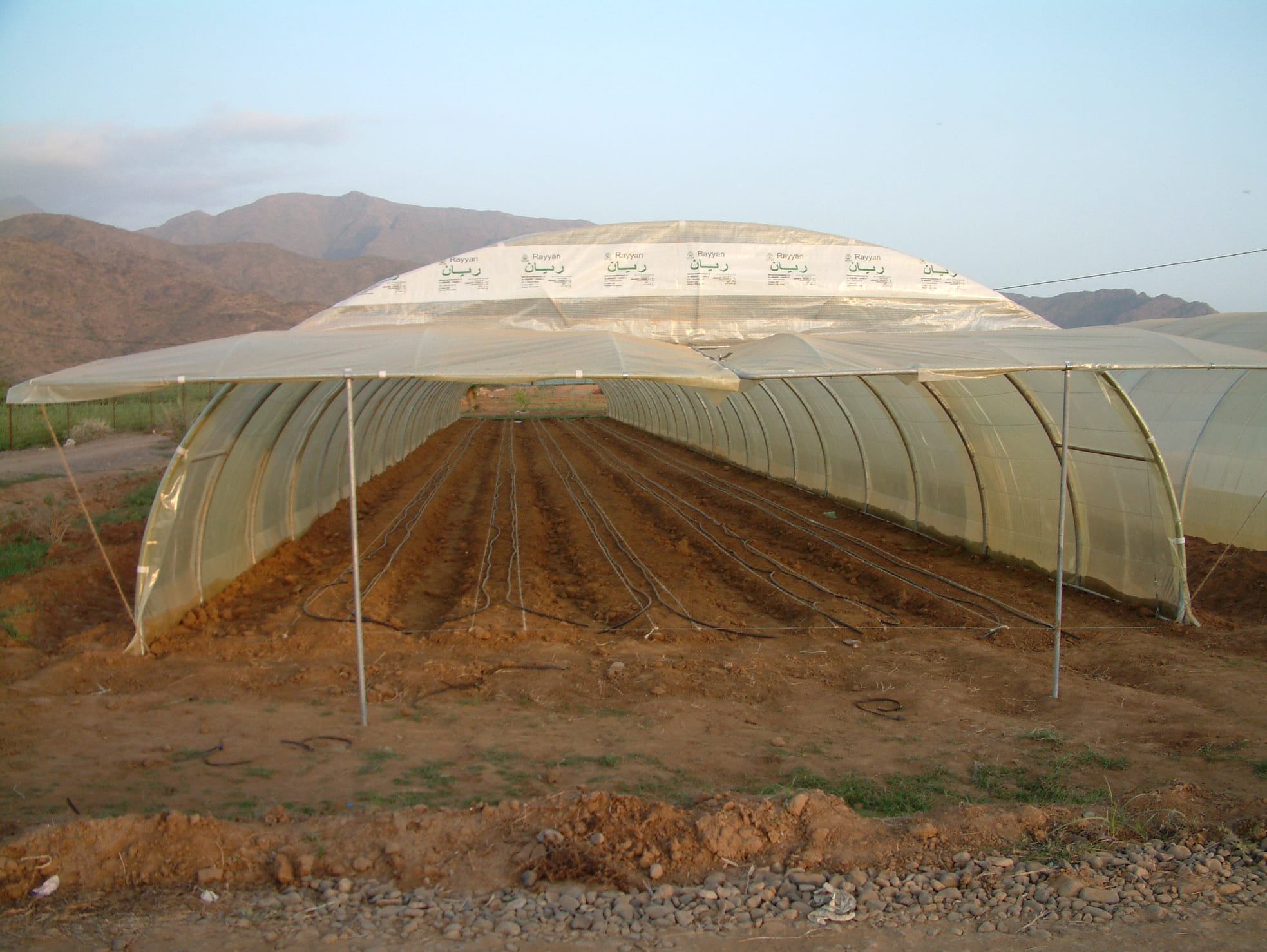 Rayyan Single Greenhouse