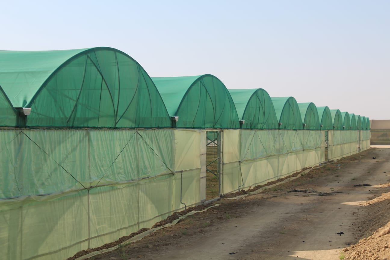 Rayyan Multi-Span Greenhouse