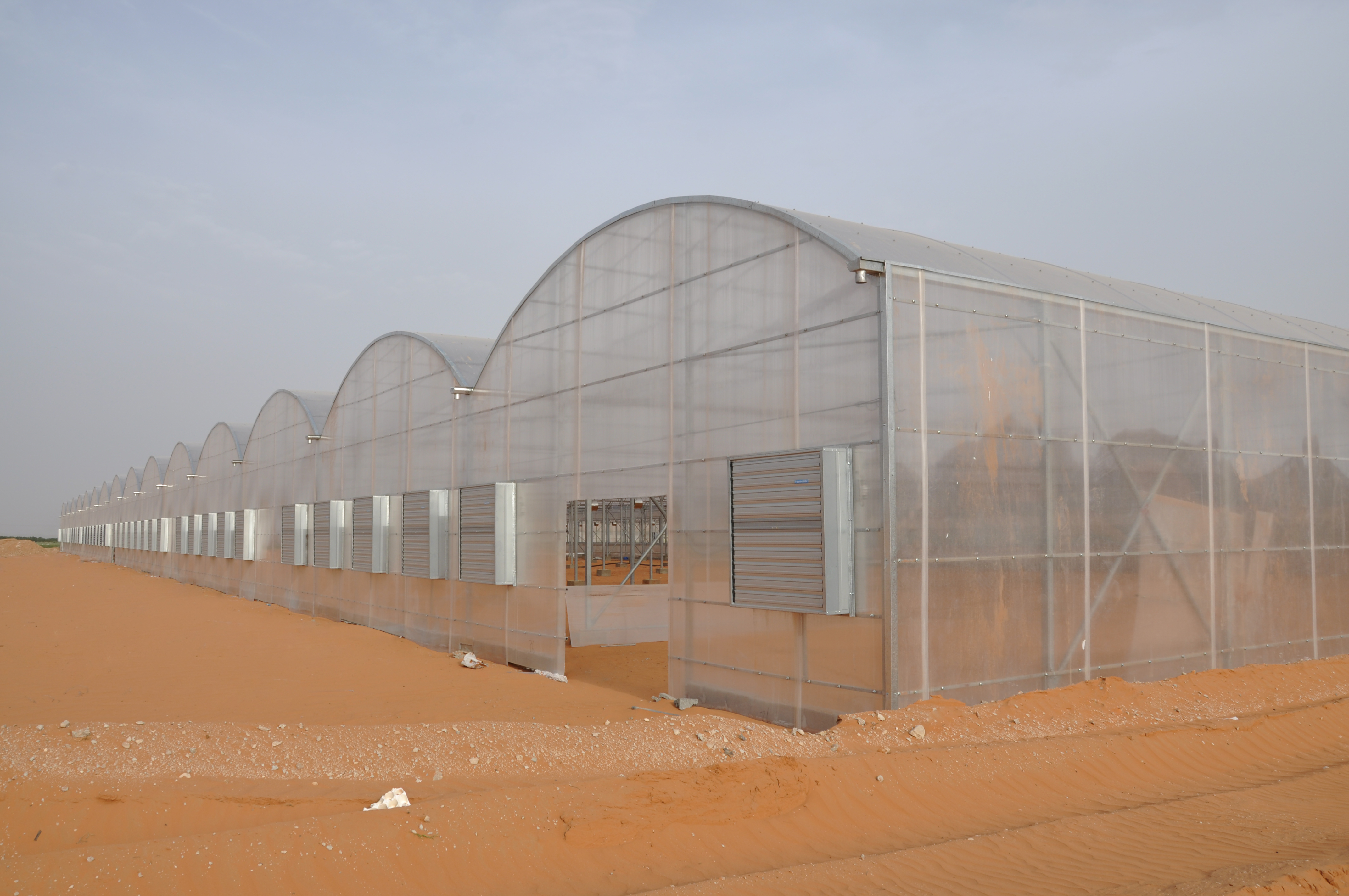 Rayyan Cooled Multi-Span Greenhouse